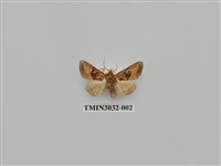 藏品(夜蛾688)的圖片